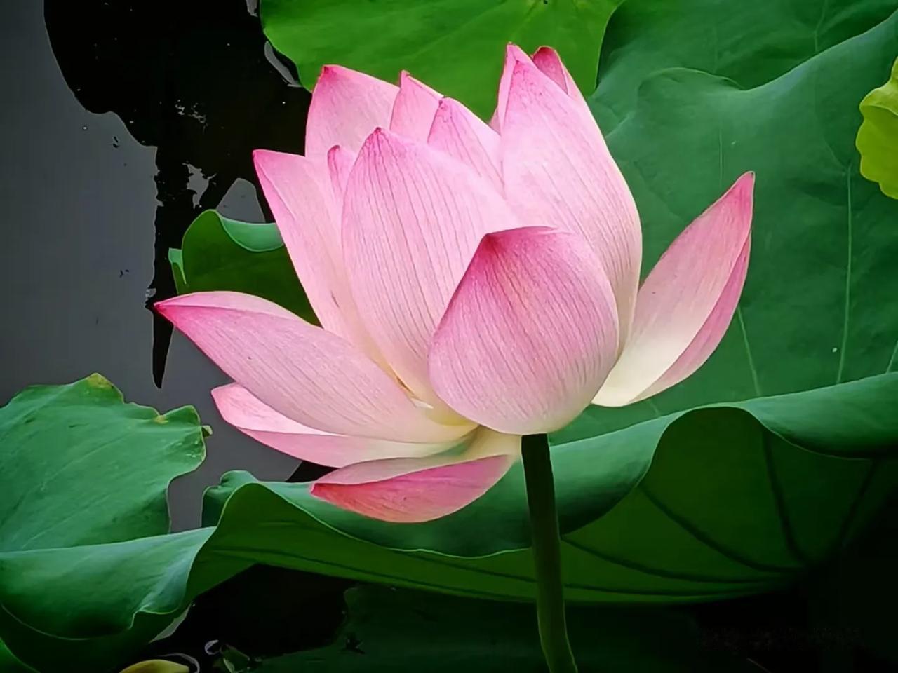 🌸夏日荷花，美不胜收！🌸今天在湖边偶遇了这片荷花池，真是让人心旷神怡！?
