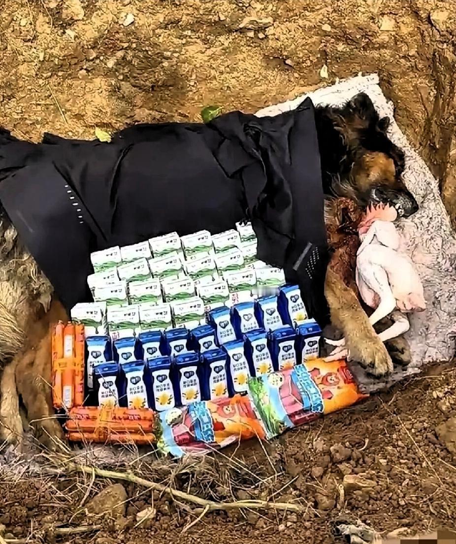 大千世界，无奇不有！刚刚在网上刷到这样一件事，河南一男子的狗狗死了。挖了个