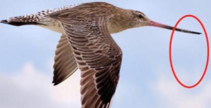 不吃不喝飞行11天，跨越13560公里，比轰炸机还能飞！这种小鸟到底靠什么完成这