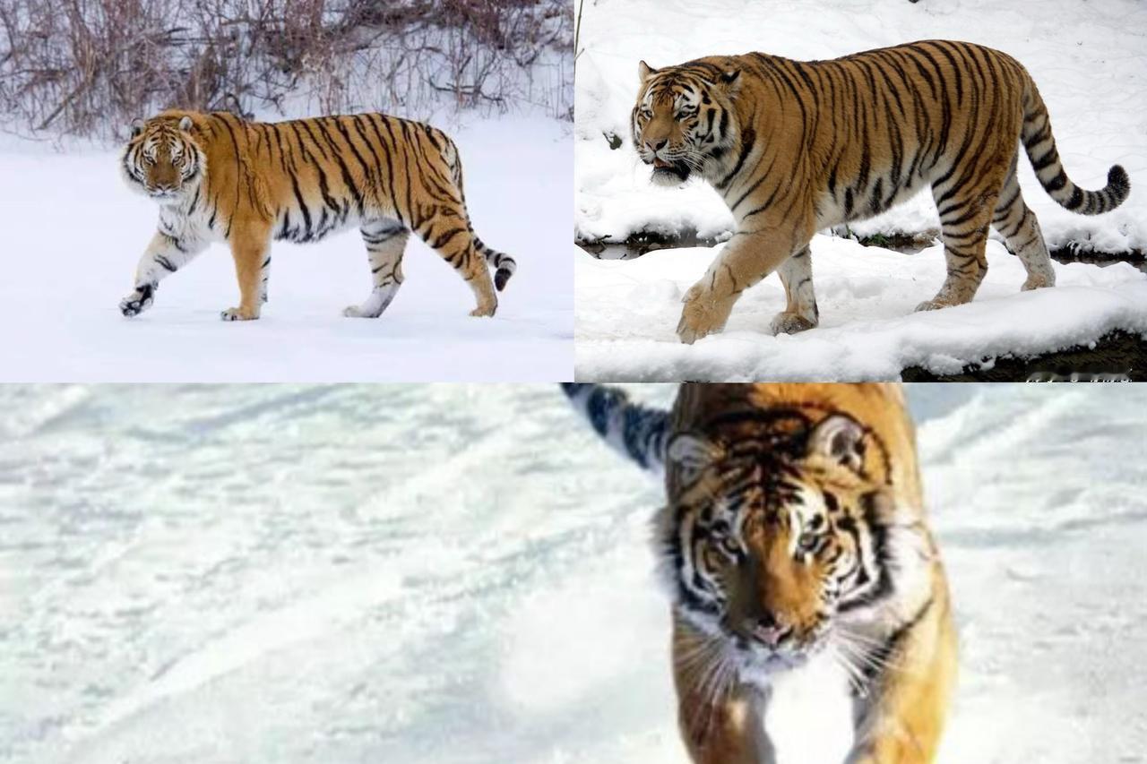 暴雪天躺平睡觉！东北虎这抗寒本事直接封神谁能想到？零下几十度的暴雪天，东北虎