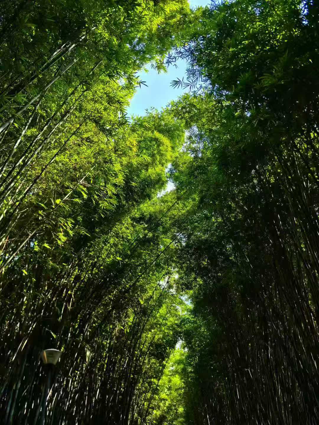 在风水中，竹子是吉祥的象征，寓意“竹报平安”、节节高升，其疏而不密的特性既能引入
