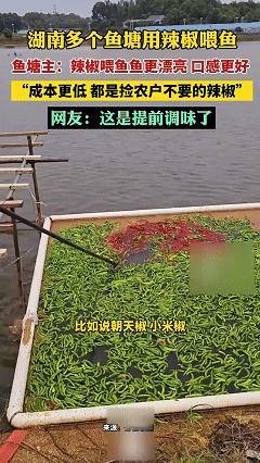 湖南鱼塘用辣椒喂鱼，塘主说：“鱼吃了辣椒后确实体型更漂亮、口感更好，鳞片金灿灿的