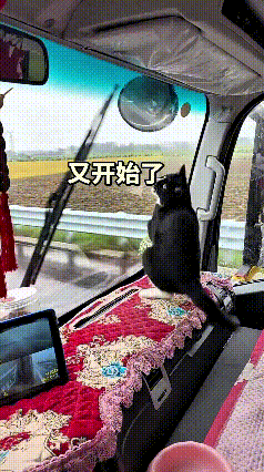 大车司机带着自家黑猫跑长途，路上下起了雨，司机打开雨刷器来回刮玻璃上的雨水。