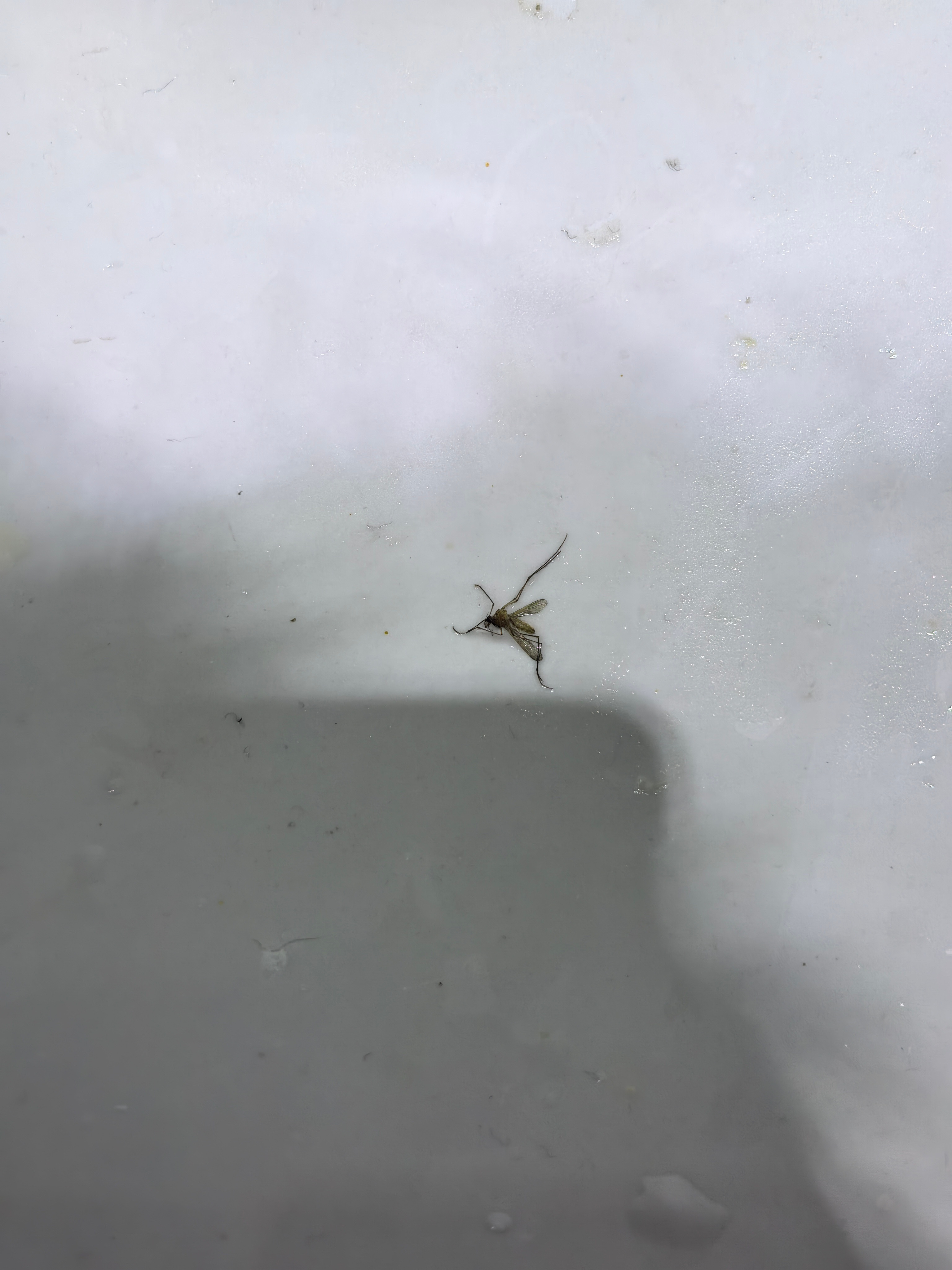 从01:00发现了这只蚊子到02:20差不多睡着了被蚊子嗡醒然后毅然决然开灯全封
