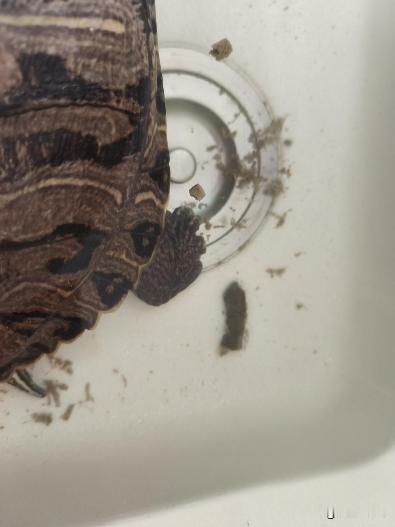 我家龟每天日常就是如此：早上放水池吃食、排便后再放到阳台防盗窗上的“天然游泳池”