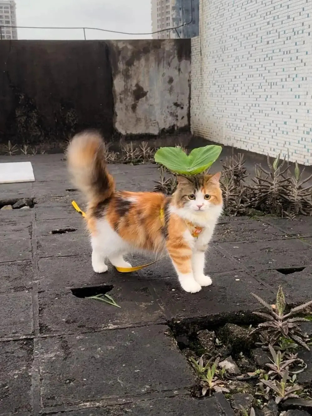 小猫咪是看不腻的！