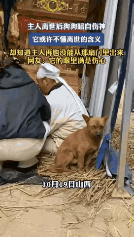 画面中的这个毛孩子，感动了无数的人，感染无数的人，虽然它只是一个普通的毛孩子，但