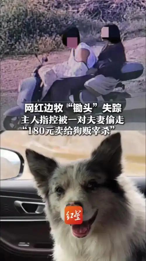可恨至极！偷网红边牧"锄头"的小偷扛不住追责，拦停博主车辆跪地求饶，死死拽车乞求