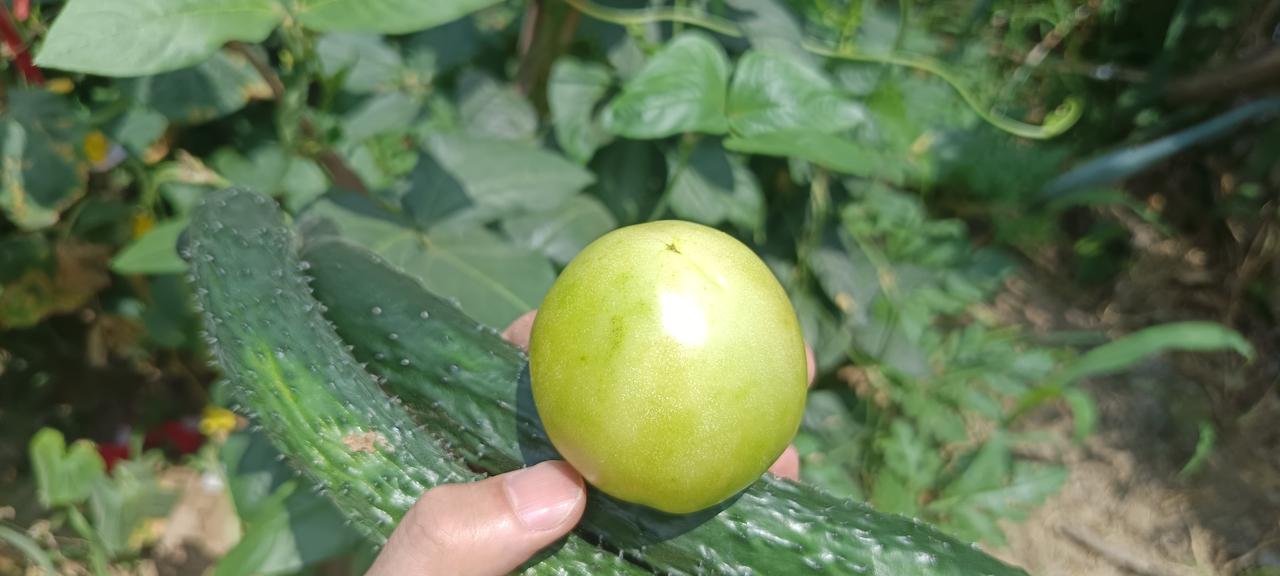 第一口家里的番茄