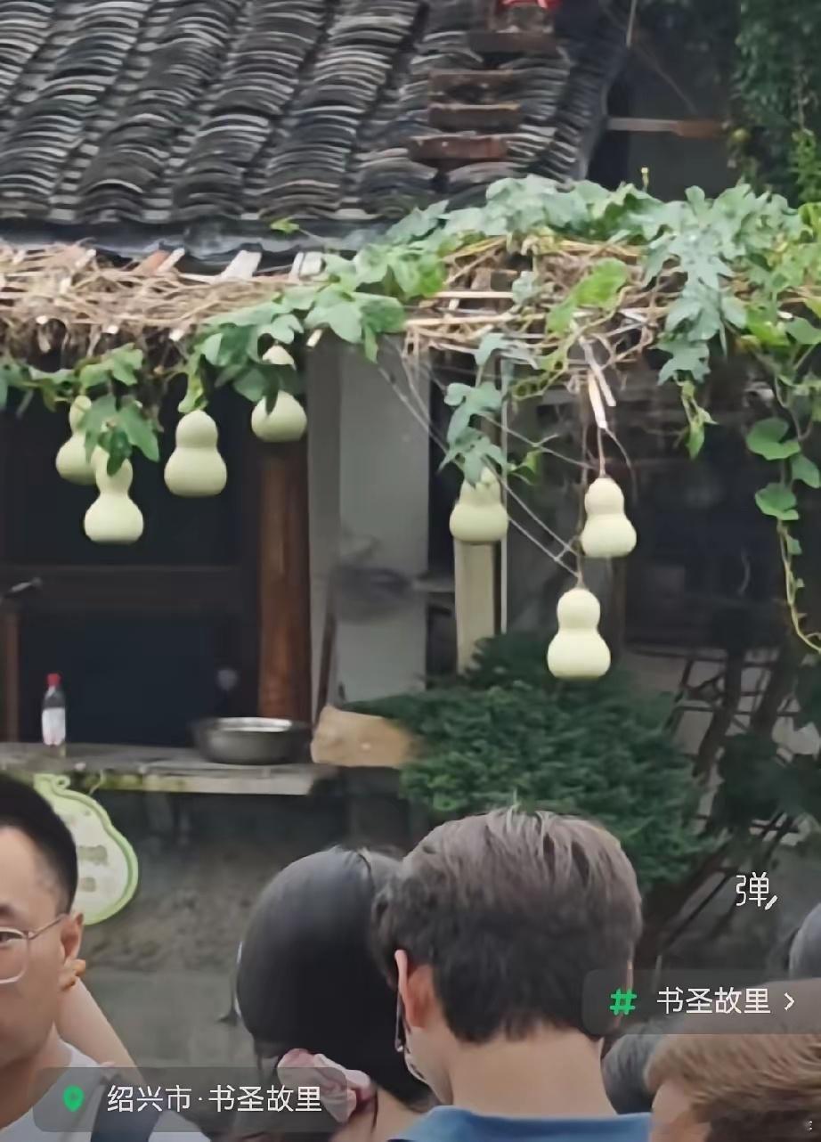葫芦娃七兄弟被爷爷摘了！[捂脸哭]突然间，爷爷种的葫芦火遍全网，来打卡拍照的人络绎