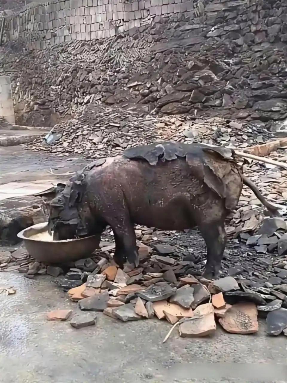 这头猪是不是很坚强呀，生命力很顽强，只是为了活着[赞]