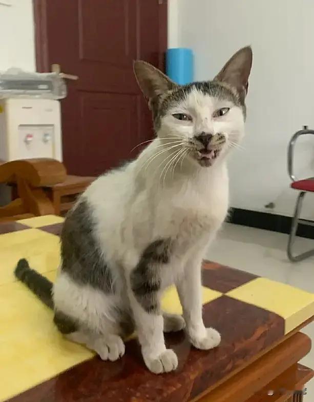 流浪猫收养前后对比：先是变白，后来慢慢变胖[红脸笑]，接着渐渐变形，最终不忍直视