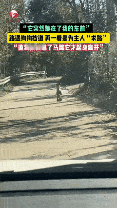 安徽广德这只“下跪拦车”的狗狗，真的把“万物有灵”焊在了大家心里！谁能想到，
