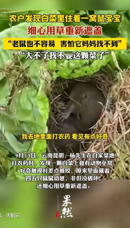 “万万没想到”！云南一名女子去地里摘白菜，突然她发现其中一颗白菜上面有一些干杂草