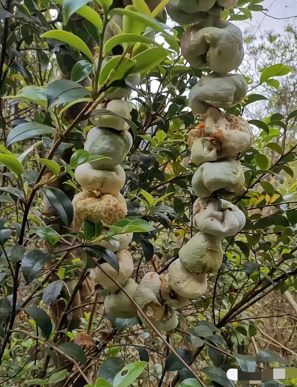 别以为油树上长的怪疙瘩是病害要赶紧剪，湖南种了几十年油茶的老农户进山巡林，撞见满