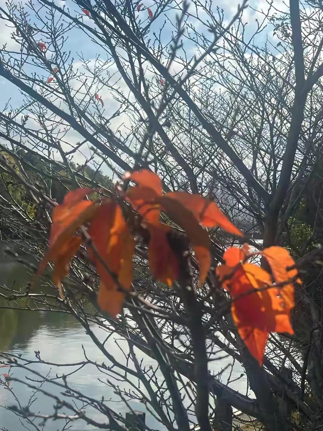 读君佳作心智添，诗句灵动妙空前！避想丰富活灵现，落叶续春笑新颜！🙏🏻