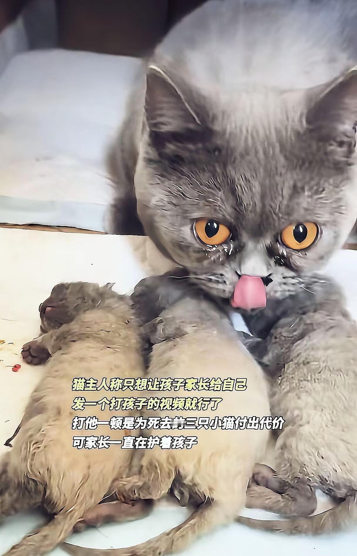 不查不知道一查才明白，原来摔S小猫的6岁男孩是女子的外甥。他当着猫妈妈的