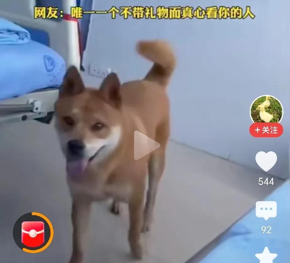 男子生病住院，医生说有亲人探望，回头心都萌化了。你陪狗子一时，它用一生来报答陪