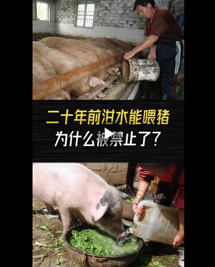 很多人被骗！剩饭剩菜喂猪长得快？实则是养猪最大深坑不少养殖户都有这个误区：餐