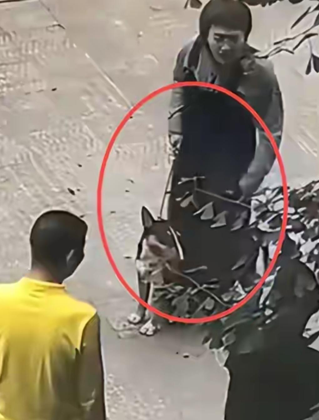 知情人透露细节让人血压飙升眉山狗咬人这事，当事的狗主人居然根本没有牵绳，是把