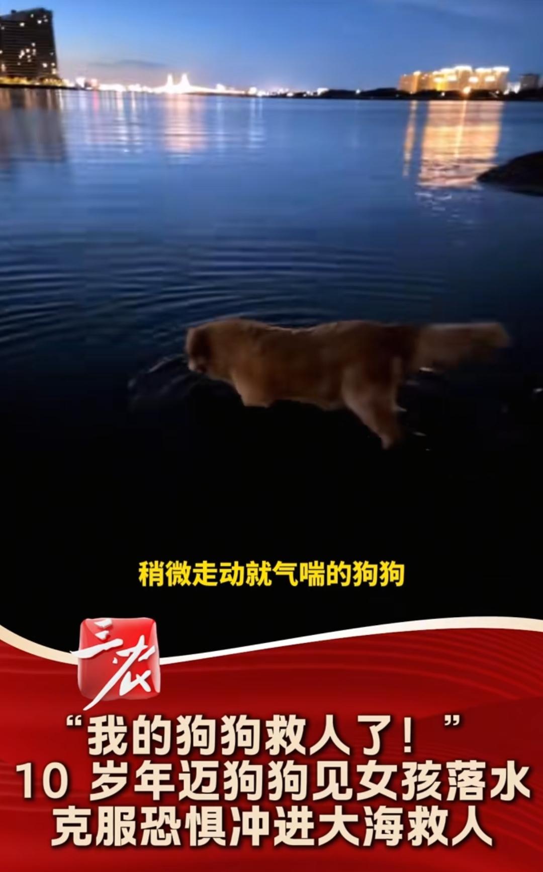 真的被这只老年金毛狠狠破防了！海南海边，一个小女孩不慎跌入海中拼命挣扎，谁也没想