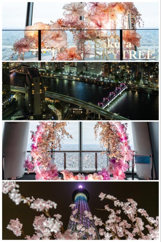 350米俯瞰东京春天🌸东京晴空塔赏樱全攻略