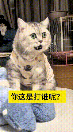 我的天爷嘞，笑出眼泪了！主人拿个娃娃裹被窝里，抄起小棍梆梆一顿揍，嘴里还咋咋呼