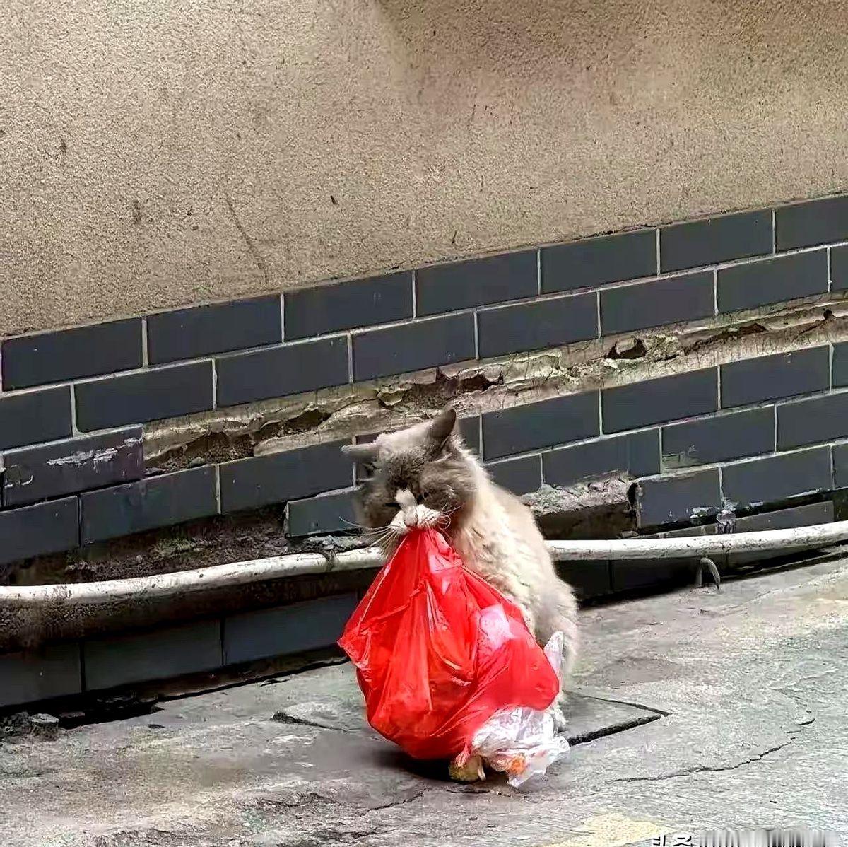 救了一窝猫，才发现我不会吃饭。真正的关心，原来是保持距离。起初在楼下发现