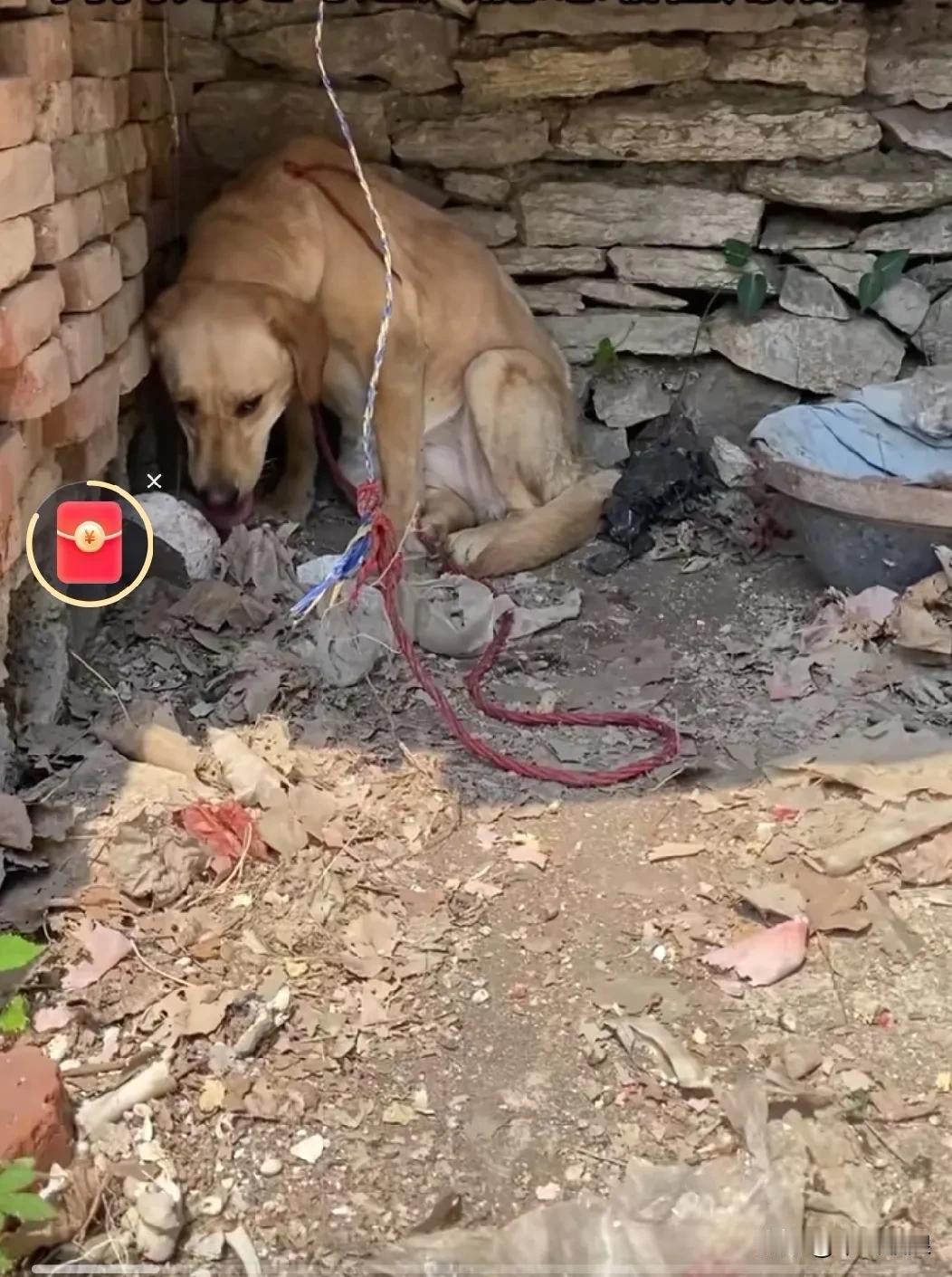 狗狗将主人珍藏多年的茅台酒打碎后，主人便开始对狗狗进行非人道的折磨。每天把它拴起