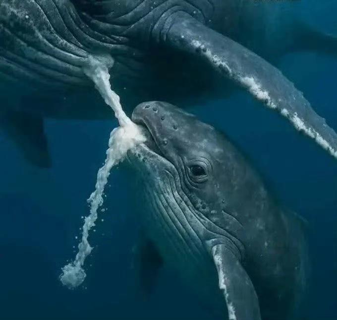 鲸鱼是哺乳动物,在水里怎么喝奶?母鲸乳房构造和人类等哺乳动物不同,乳首藏在皮肤沟