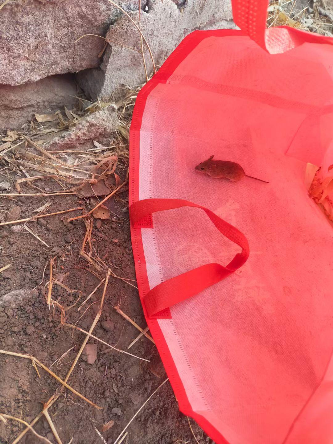 昨天在院子里发现的，这个小家伙应该是一窝，它先跑了出来！最后给它放了，家里有