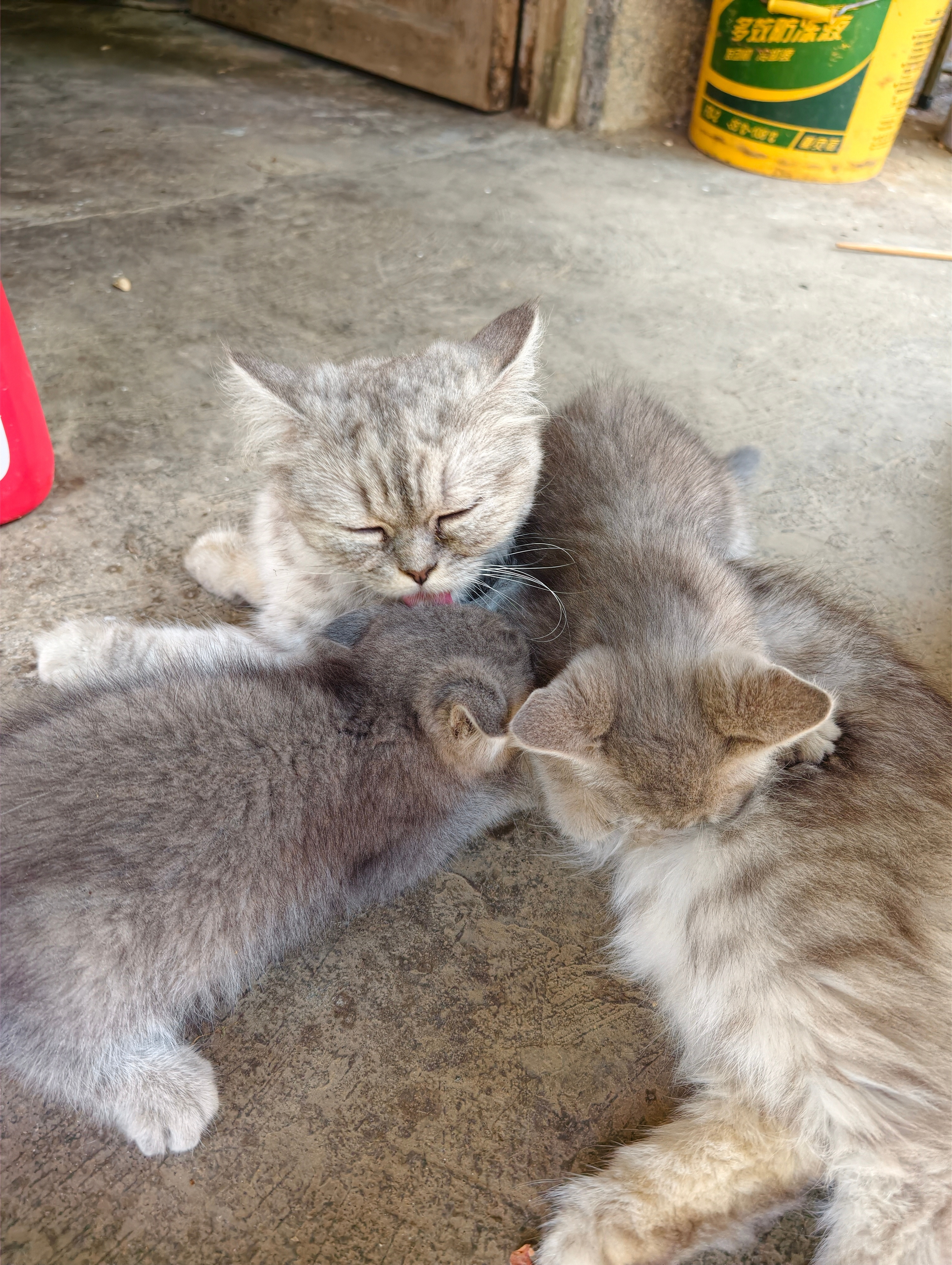 这猫猫好乖啊，还有生了四只小可爱
