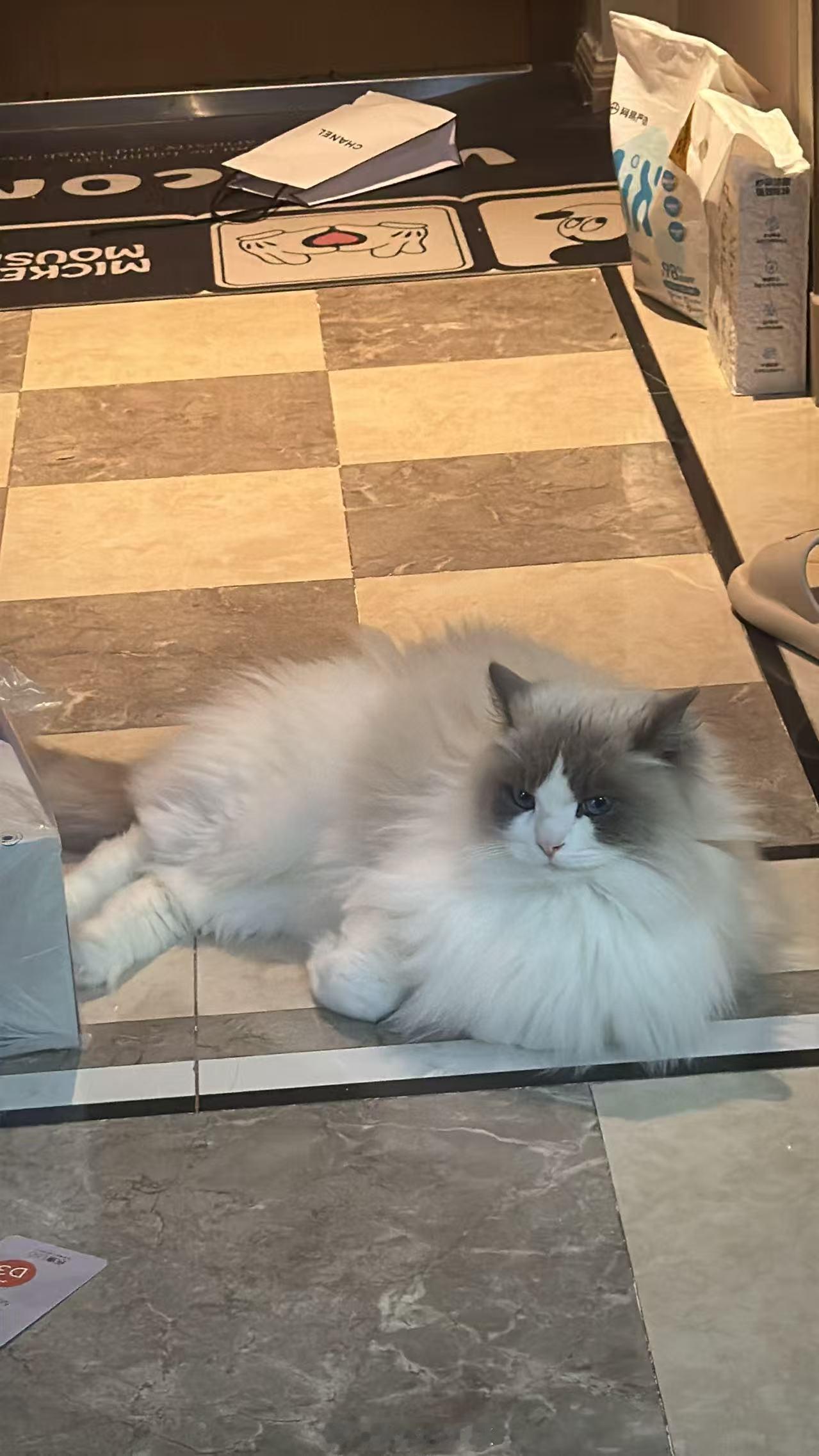 无论多累家里有这俩都能无数次反复治愈我布偶猫金渐层