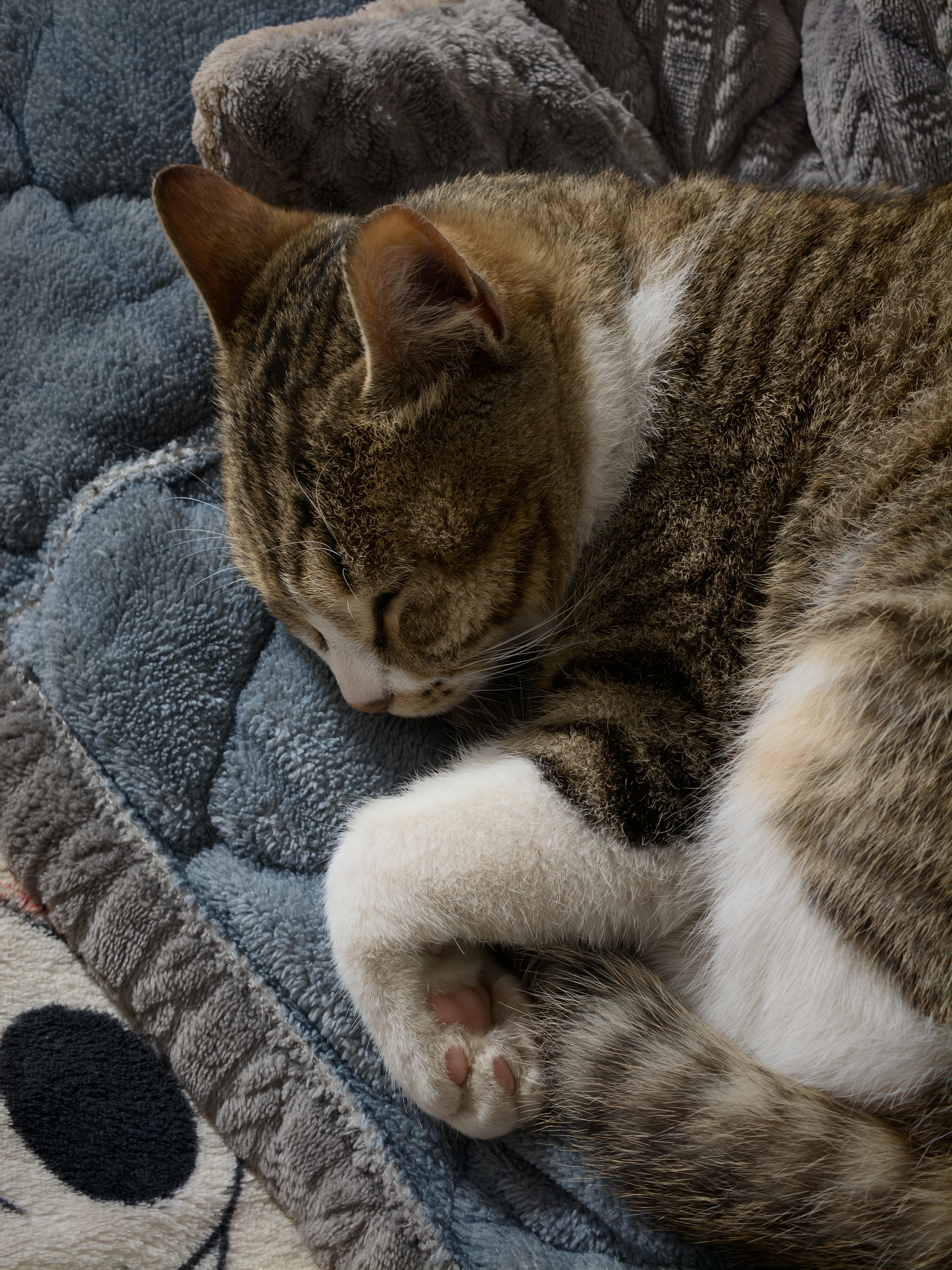 早上好，兄弟们