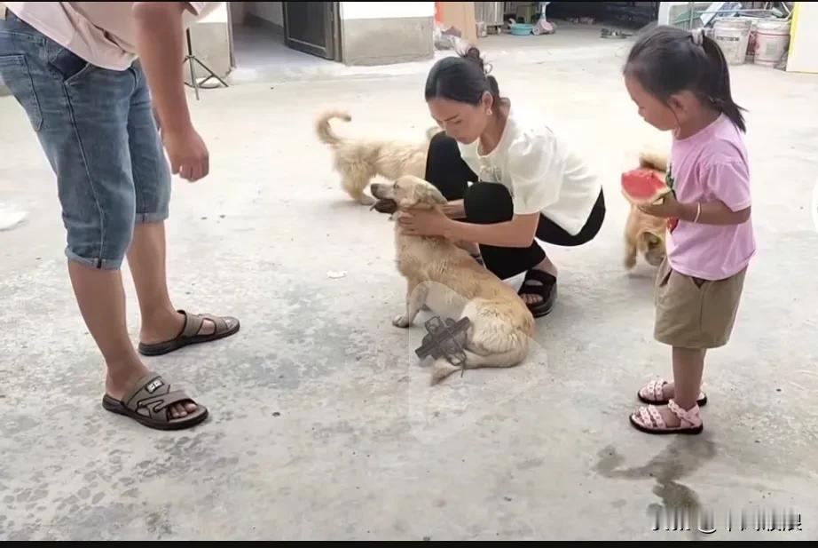 人心险恶，狗狗被人下套了，夹住了腿，牙齿也被打掉了一颗，忍着疼痛还走回了家，主人