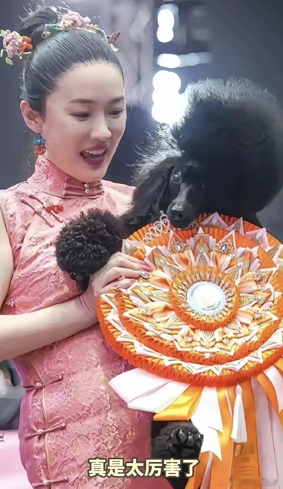 研究了大半天，终于搞清楚霍思燕这次赢在哪了。不是因为她养得起好犬，也不是因为她是