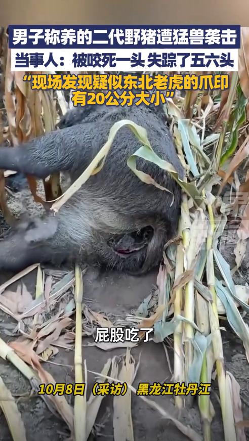 “太吓人了！”黑龙江牡丹江，一男子在村外养了一群“二代野猪”，这天他去查看时，发
