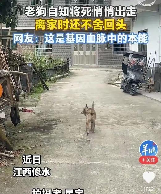 看哭了！江西，22岁老狗临终前执意离家，一步三回头望向主人，主人跟在身后轻声说：