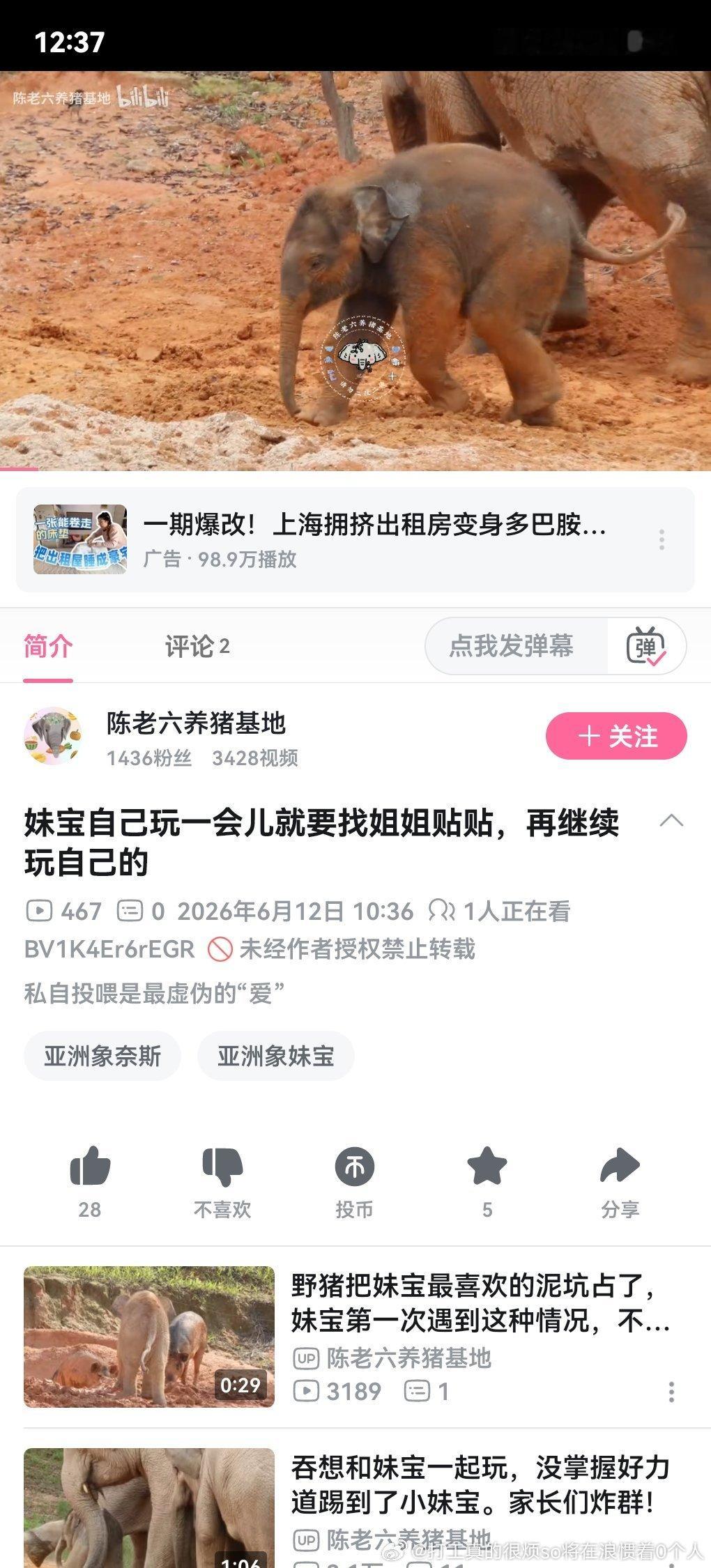 最近经常看象的