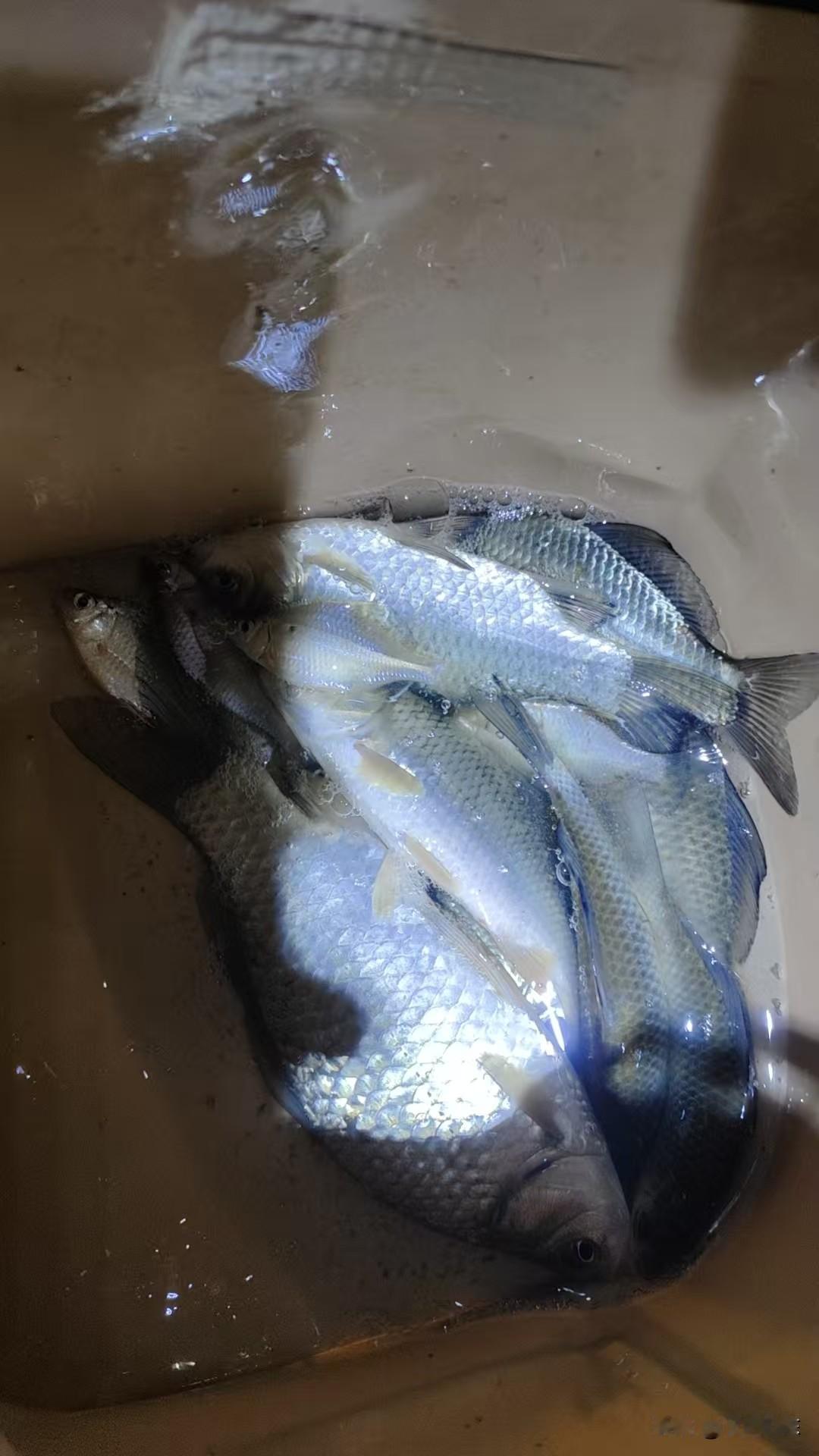 冬天钓鲫鱼没口或者别人口好你没口的时候，偷偷开一团鲢鳙饵料，捏在铅皮上抽个一竿，