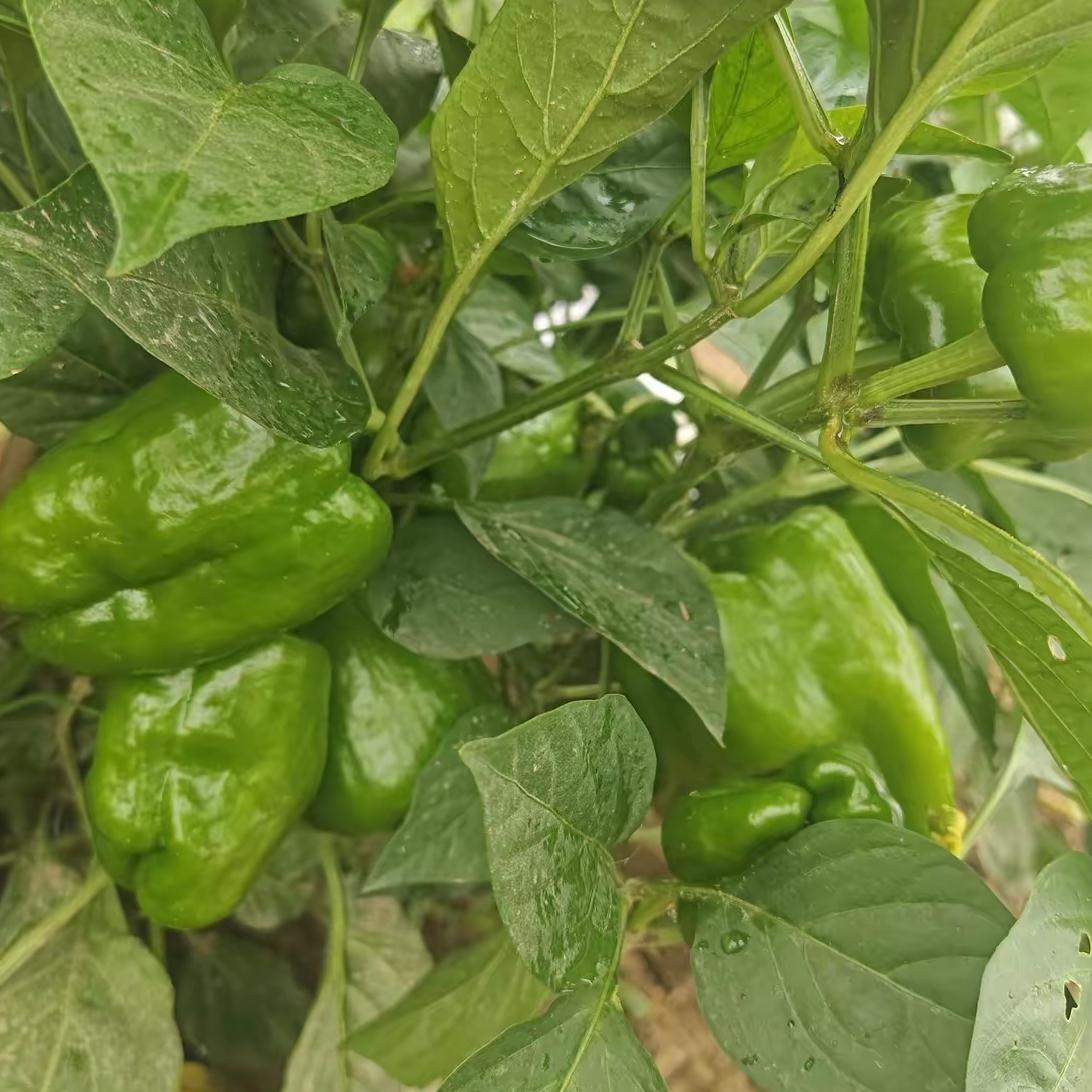 这是聊城的圆椒，也叫灯笼椒、柿子椒或甜椒。您看，植株挂满青绿色果实，果形饱满