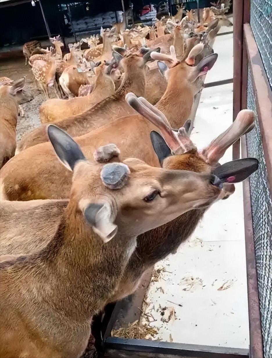 为什么没人吃鹿肉？山里一位巡逻队的老队长告诉我，鹿肉作为古代高贵的食材，不仅肉质