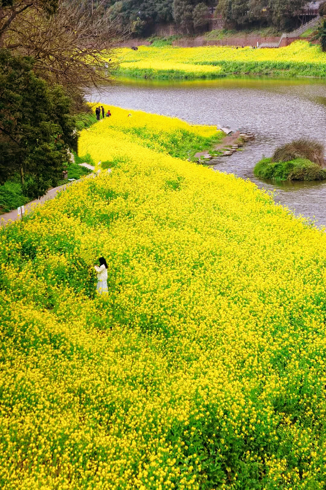 三月南方油菜花海，从夯到拉排名