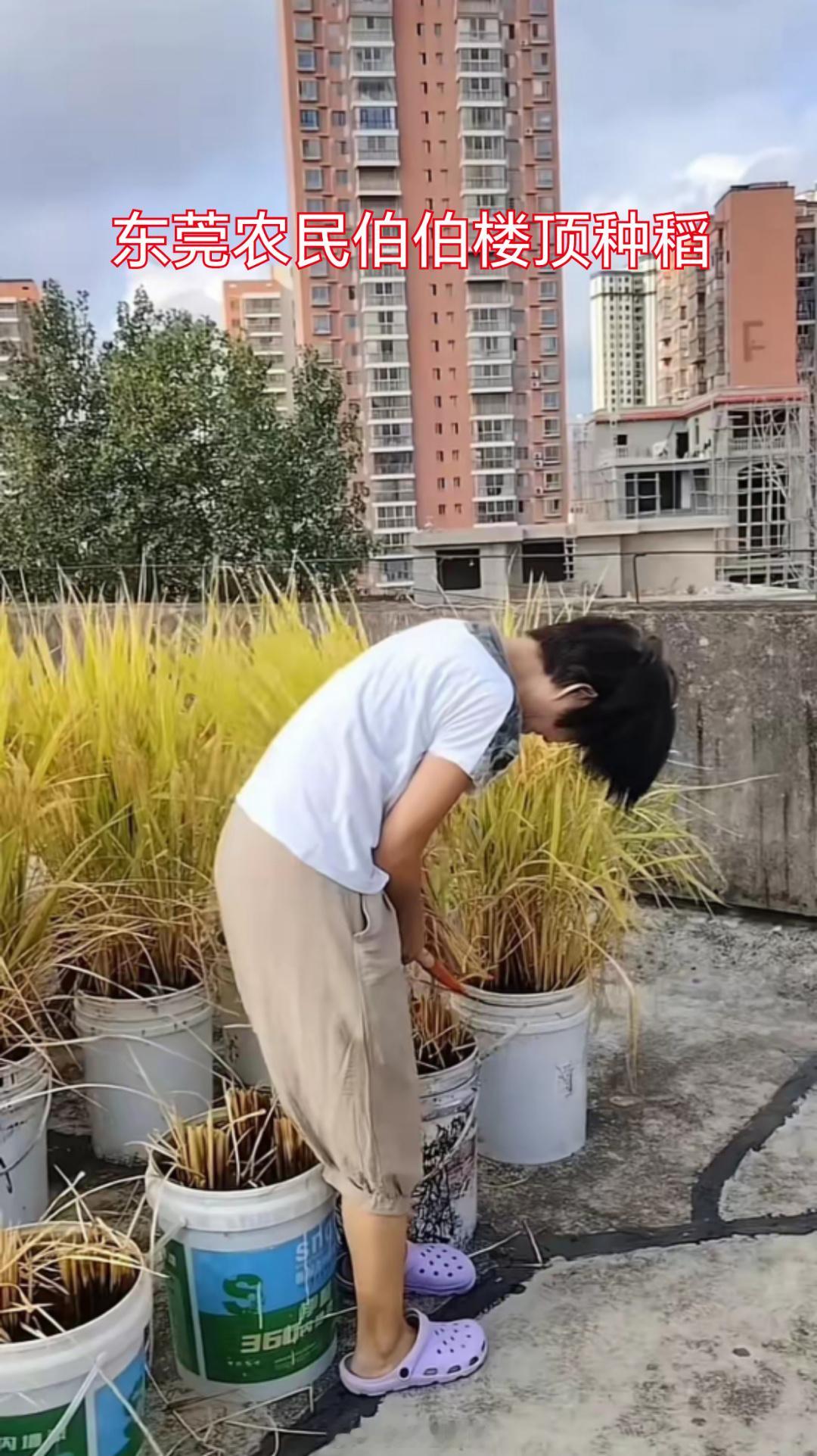 勤劳一生的人，真的停不下来。东莞农民伯伯，还是割舍不下稻子？
