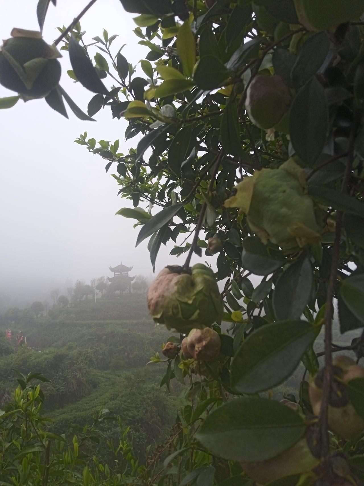 有的癌症是治得好的，你信吗？我一个叫大伯的人，73岁时做的肝癌部分切除手术，到