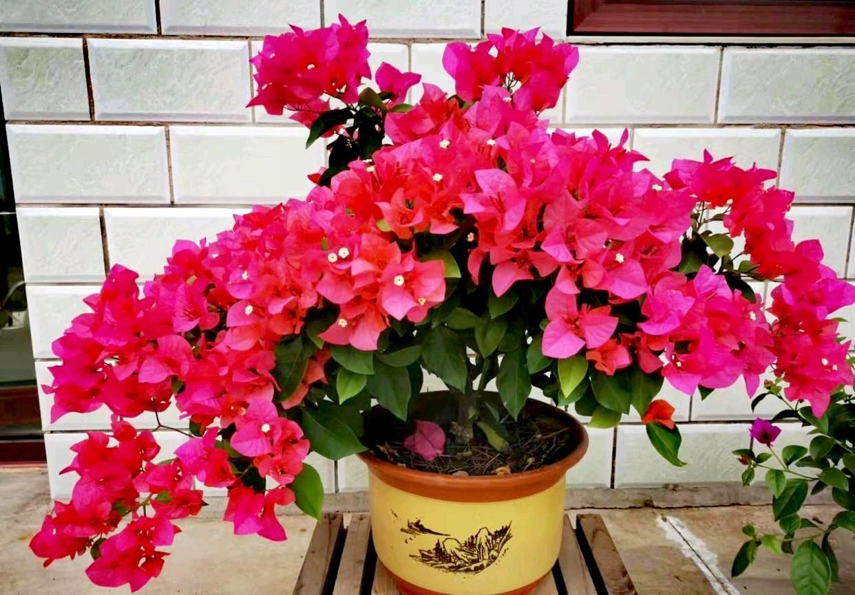 为什么红色三角梅容易开花?红色三角梅易开花，主要得益于其多为“勤花”品种，天生