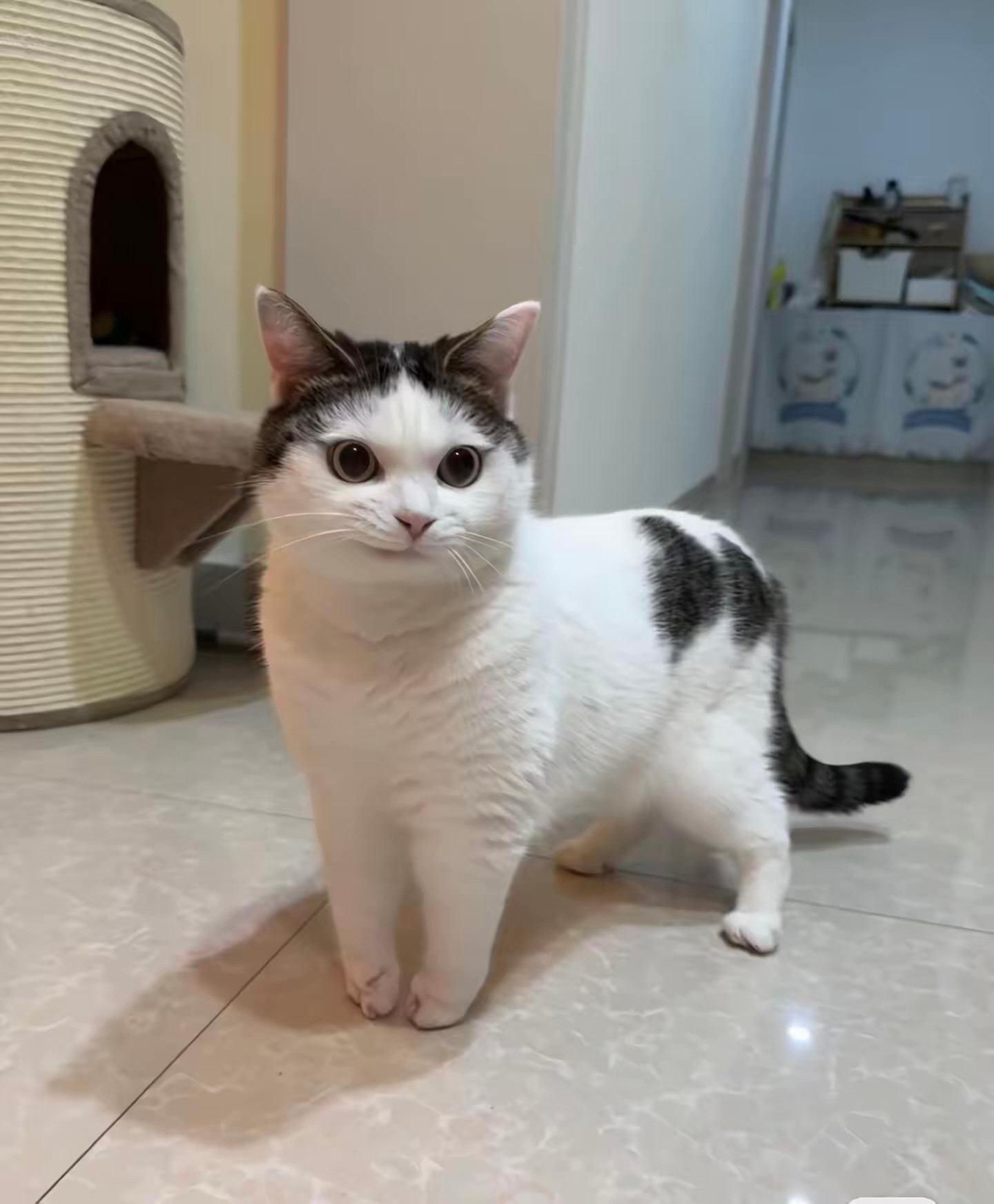 猫咪：我准备好了，拍吧📸