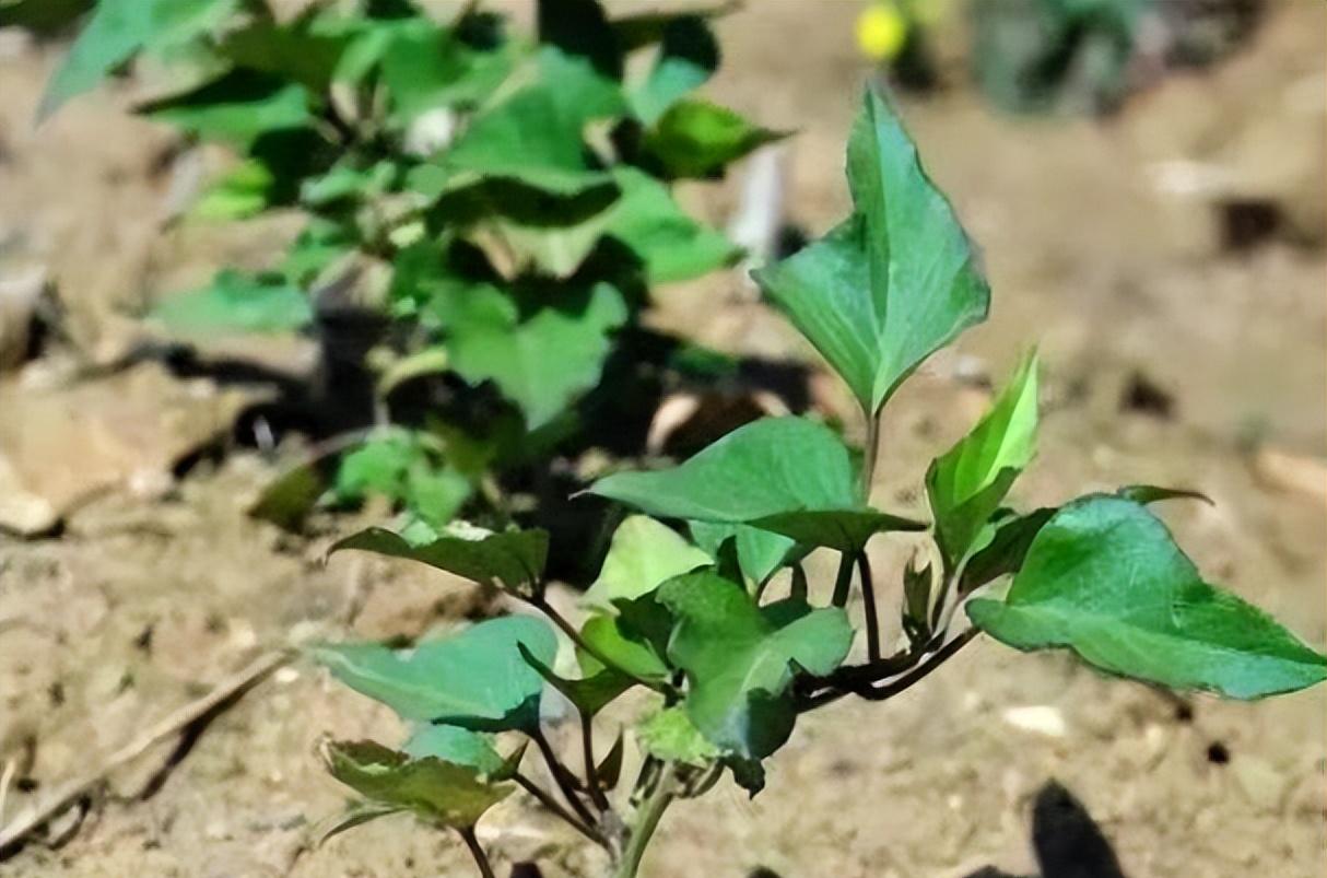 明朝末年，一艘从菲律宾开往中国的船上，一个名叫陈振龙的年轻人，牢牢地盯着自己捆行