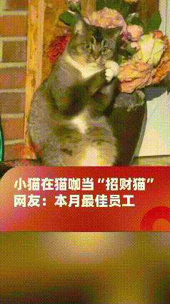 真是笑不活了！山东青岛一家猫咖，老板本来觉得店里全是小猫咪没必要额外买招财猫