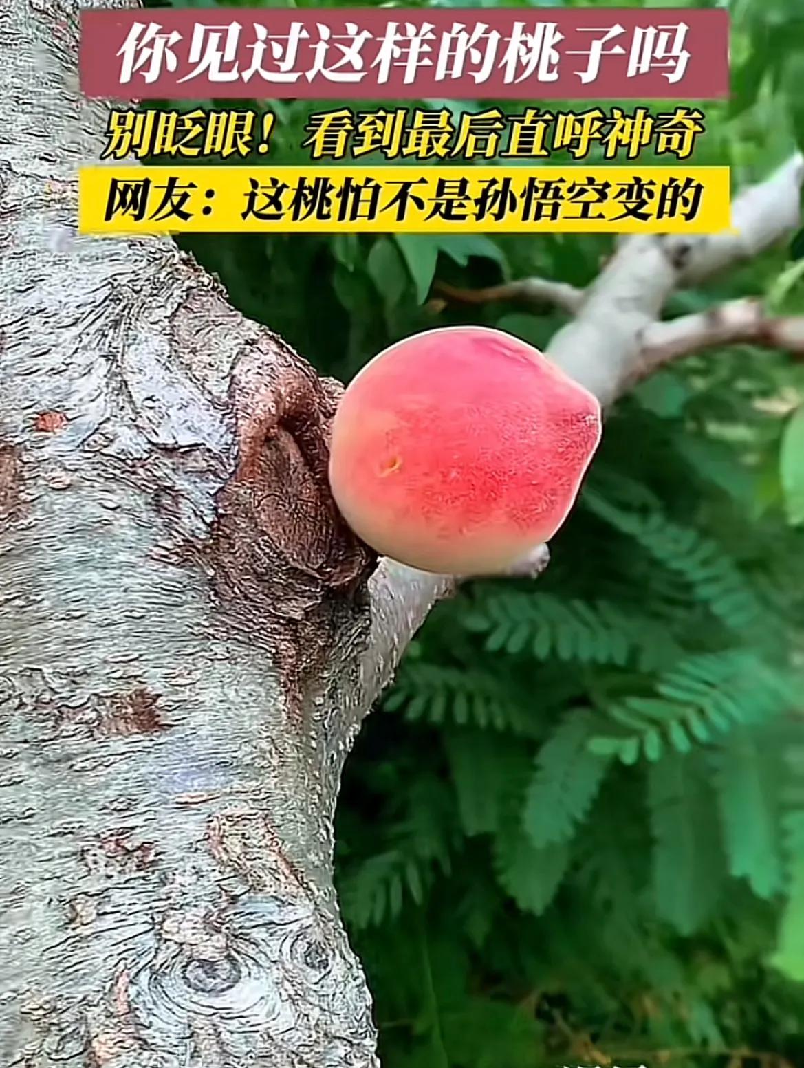 大圣，是你吗？山东烟台，一网友分享自家果园里一个奇特的桃子，它不长在枝条上，却长